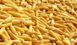 保定玉米行情最新爆料,行情波动，价格走势揭秘